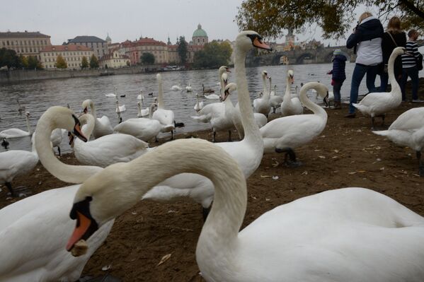 Лебеди на реке Влтаве в Праге