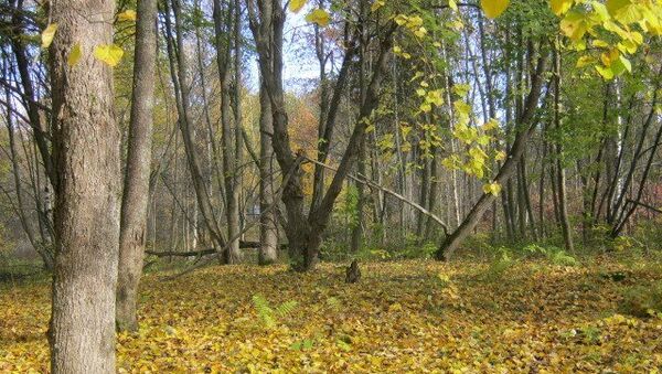 Лес в Ленобласти. Архивное фото