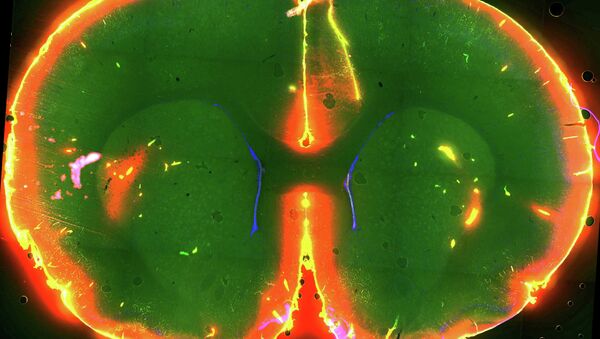 Ток красителя в мозге спящей мыши, который позволил выявить механизм очищения мозга от мусора