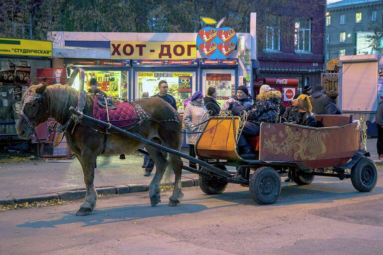 Конь - кандидат в мэры Новосибирска Конь - кандидат в мэры Новосибирска