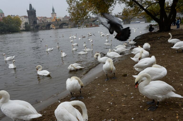 Лебеди у Карлового моста в Праге.