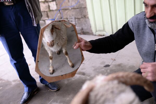 Житель Баку показывает барану ег отражение в зеркале, готовя к жертвоприношению.
