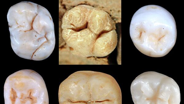 По строению зубов ни один из известных предков человека не подходит на роль общего прародителя человека современного и неандертальцев, архивное фото