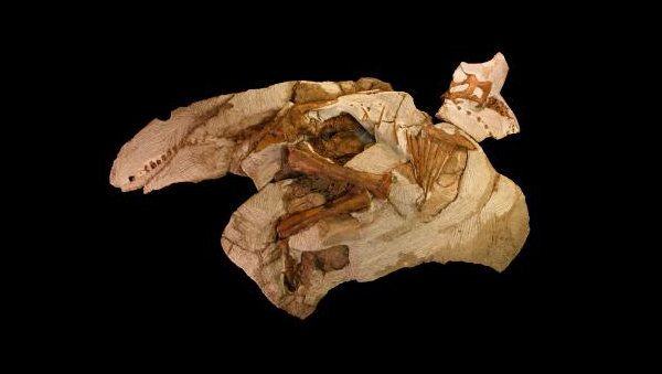 Скелет паразауролофа, архивное фото