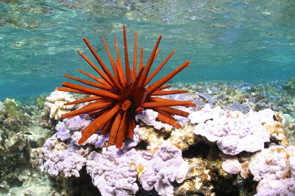 Морской еж в акватории Национального морского памятника Папаханаумокуакеа