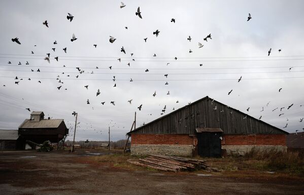 Зерновой ток в селе Мышланка Новосибирской области
