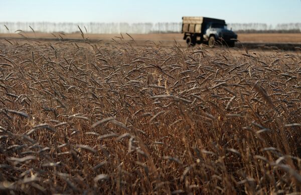 Пшеница в поле недалеко от села Мышланка Новосибирской области