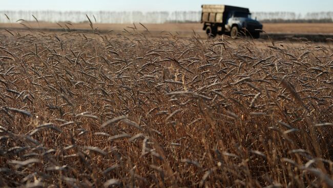 Пшеница в поле недалеко от села Мышланка Новосибирской области. Архивное фото