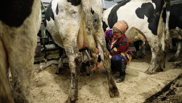 Доярка на молочной ферме, архивное фото