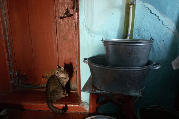 Кот в частном доме в селе Мышланка