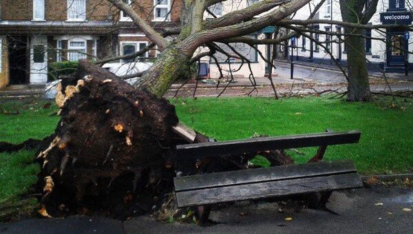Поваленное дерево в Лондоне после шторма Святой Иуда, фото с места события