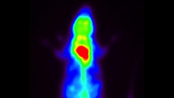 Снимок мыши, полученный с помощью позитронно-эмиссионной томографии. Из-за высокой активности метаболических процессов бурый жир на снимке отображается зеленым и красным цветами