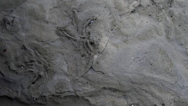 Следы древней птицы, похожей на цаплю, сохранившиеся в окаменелой почве мезозойской реки