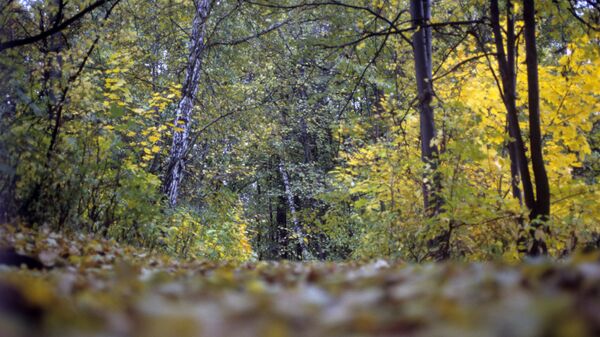 Осенний лес, архивное фото
