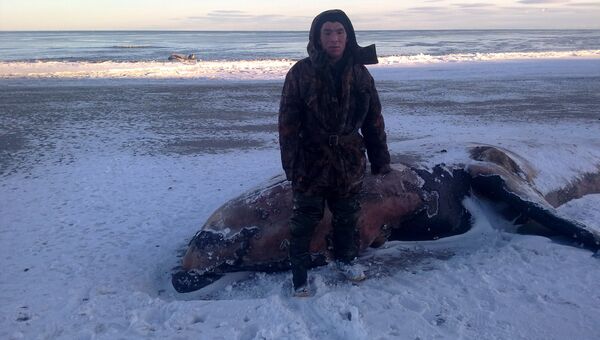 Погибший серый кит у села Нешкан, фото с места события