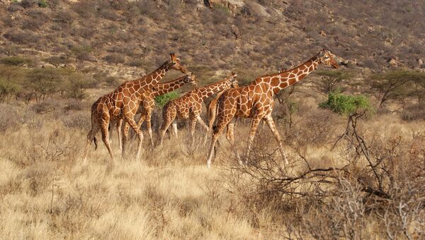 Жирафы в национальном парке Самбуру в Кении