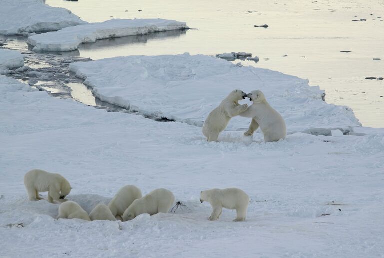 Белые медведи Белые медведи