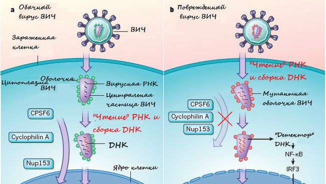 Схема заражения клетки вирусом ВИЧ. Иллюстрация журнала Nature.
