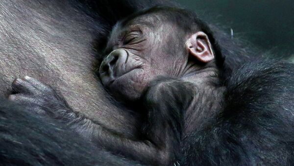 Двухдневный детеныш гориллы спит в объятиях матери