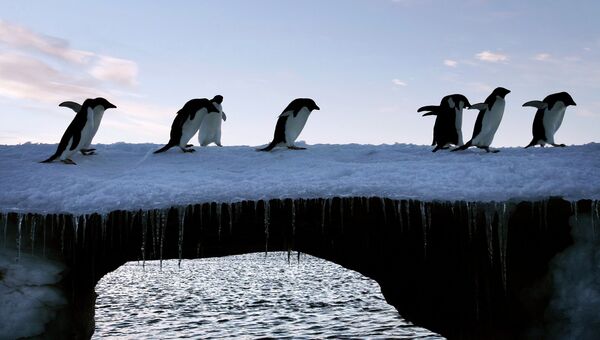Пингвины в Восточной Антарктике