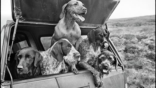 Выставка Великое Шотландское Приключение Эллиотта Эрвитта Выставка Великое Шотландское Приключение Эллиотта Эрвитта