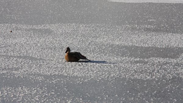 Спасение раненой утки на томском озере, событийное фото