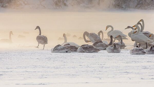 Лебеди слетелись на незамерзающее озеро в Алтайском крае. Событийное фото