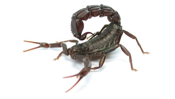 Хвост черных скорпионов Androctonus bicolor содержит сильный, смертельно опасный для человека яд, архивное фото