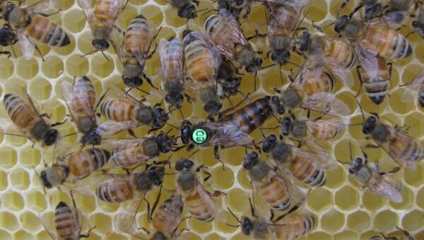 Королева-матка в окружении рабочих пчел