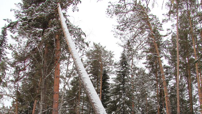 Рубка сосен в Турочакском районе Алтая, фото с места события