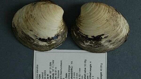 Старейшее животное на Земле — моллюск-мафусаила, архивное фото