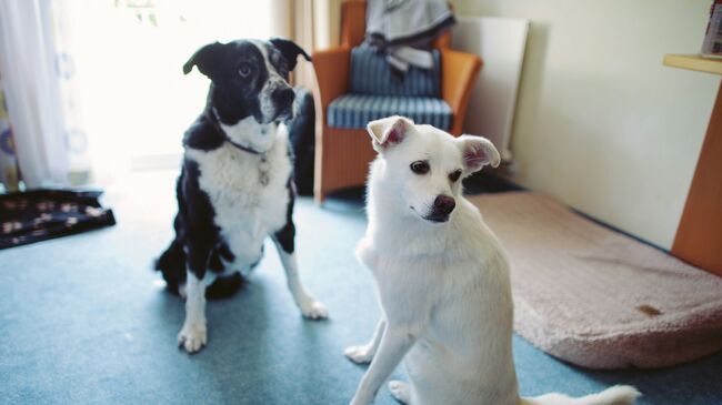 Родиной домашних собак оказалась Европа, а их ближайшими родичами – вымершие серые волки