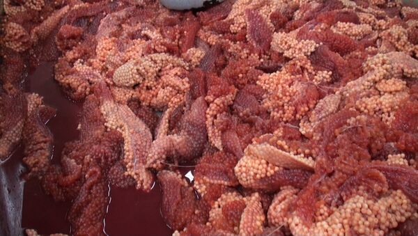 Превращение белой икры в красную: репортаж с рыбзавода в Приморье