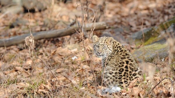 Котенок дальневосточного леопарда в Приморье