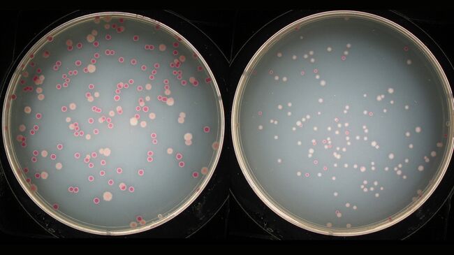 Образцы популяций кишечной палочки, степень приспособленности которых сравнивали ученые, архивное фото