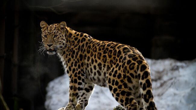 Дальневосточный леопард