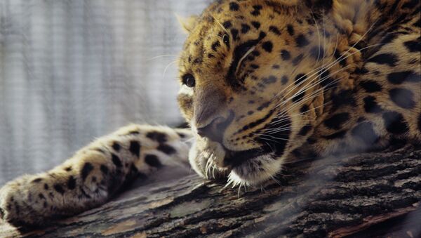 Дальневосточный леопард. Архивное фото