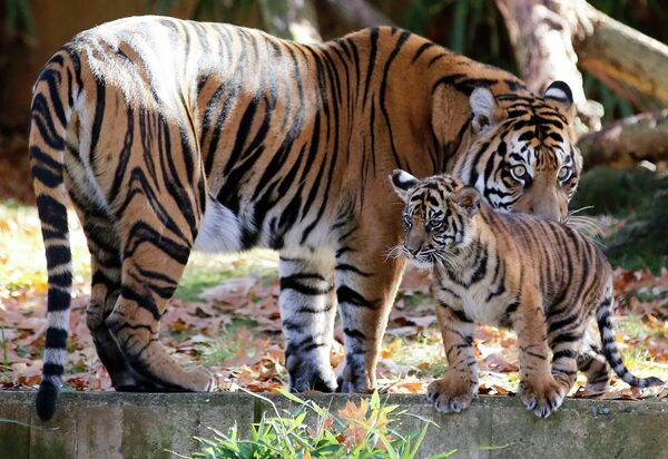 Суматранский тигренок с матерью