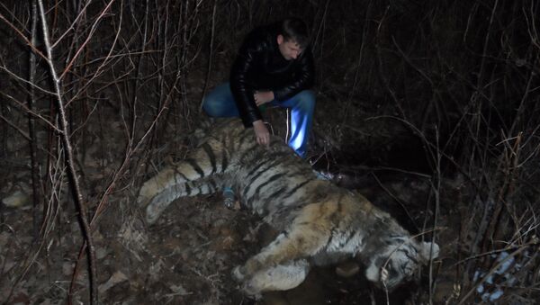 Мертвый тигр в нацпарке Земля леопарда в Приморье, фото с места события