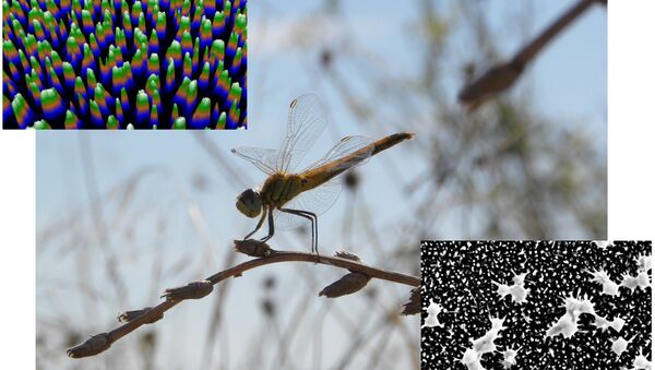 Австралийская стрекоза (в центре), микрофотография «наностолбиков» на ее крыльях (слева) и их кремниевый аналог (справа)