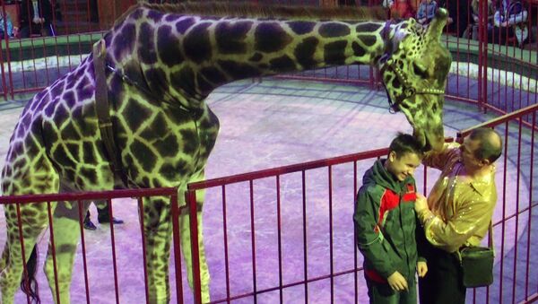 Дрессированный жираф Багир делал прически и целовал зрителей в цирке