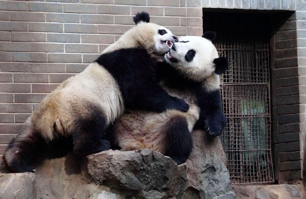 Панды-близнецы играют в зоопарке Ханчжоу