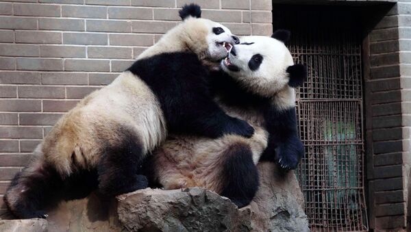 Гигантские панды-близнецы играют в зоопарке Ханчжоу. Архивное фото