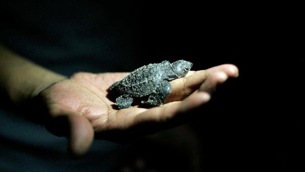 Детеныш оливковой черепахи Ридли