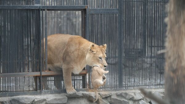 Новорожденный львенок в зоопарке Новосибирска, событийное фото