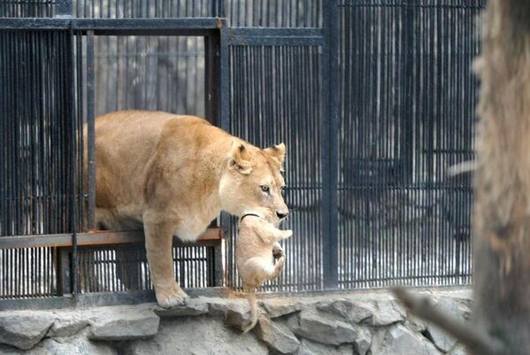 Чета новосибирских львов показала двойню малышей посетителям зоопарка