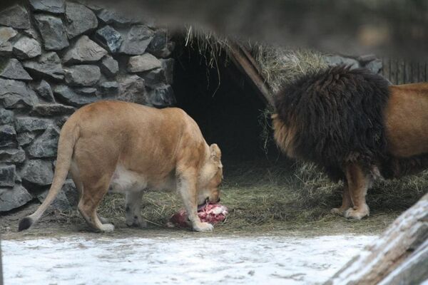 Чета новосибирских львов показала двойню малышей посетителям зоопарка