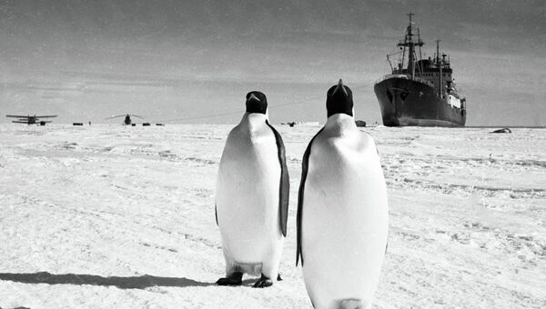 Пингвины в Антарктиде. Архивное фото