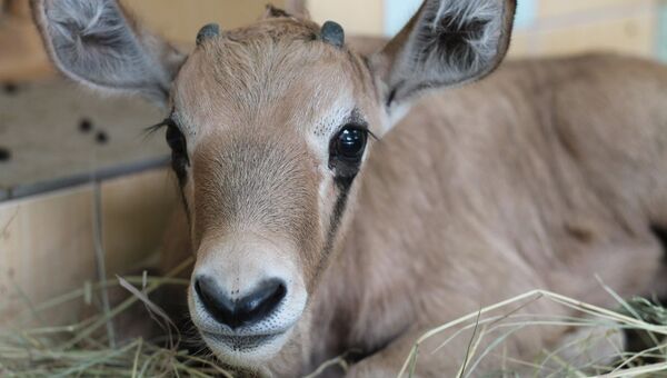 Новорожденная антилопа в зоопарке Роев ручей