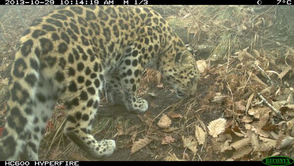 Фотоловушка зафиксировала семью леопардов в Приморье